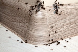 Ant Control, Pest Control in Soho, W1. Call Now 020 8166 9746