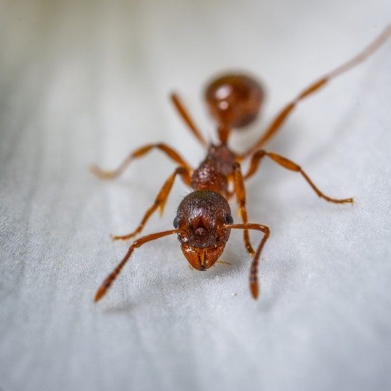 Field Ants, Pest Control in Soho, W1. Call Now! 020 8166 9746