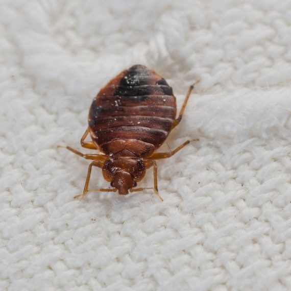 Bed Bugs, Pest Control in Soho, W1. Call Now! 020 8166 9746