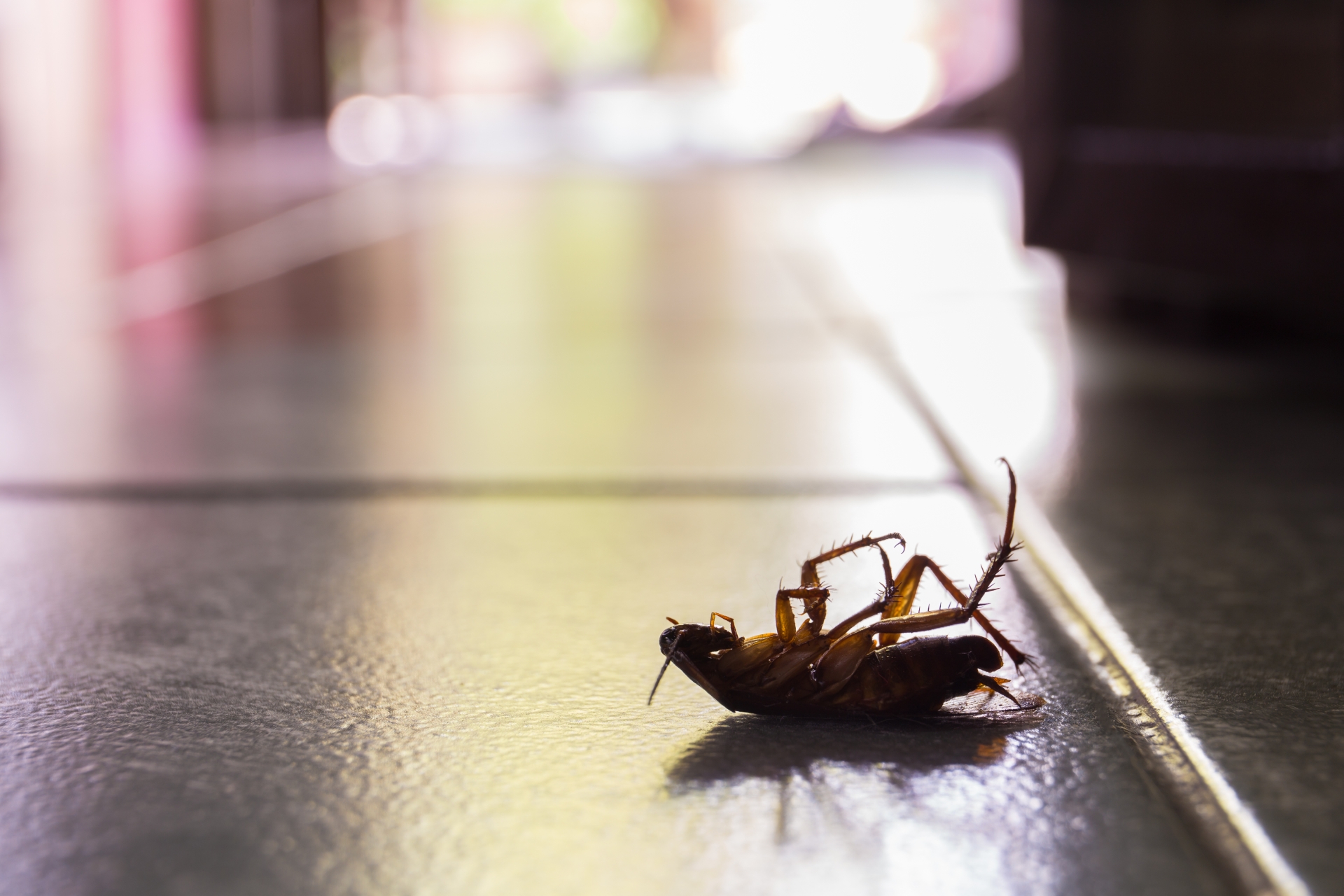 Cockroach Control, Pest Control in Soho, W1. Call Now 020 8166 9746