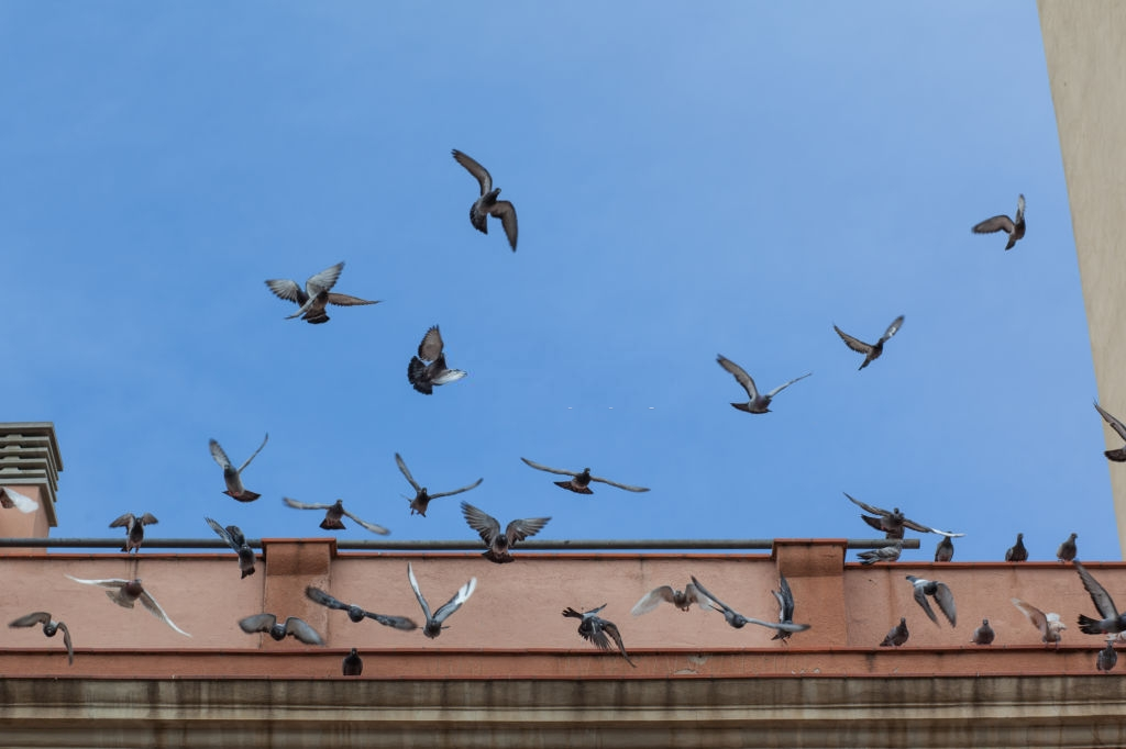 Pigeon Pest, Pest Control in Soho, W1. Call Now 020 8166 9746