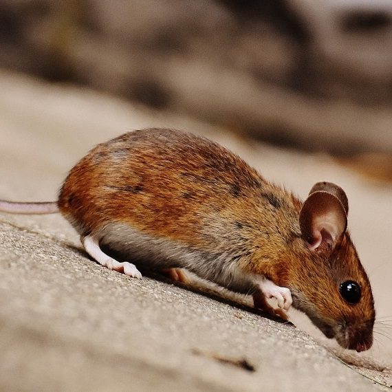 Mice, Pest Control in Soho, W1. Call Now! 020 8166 9746