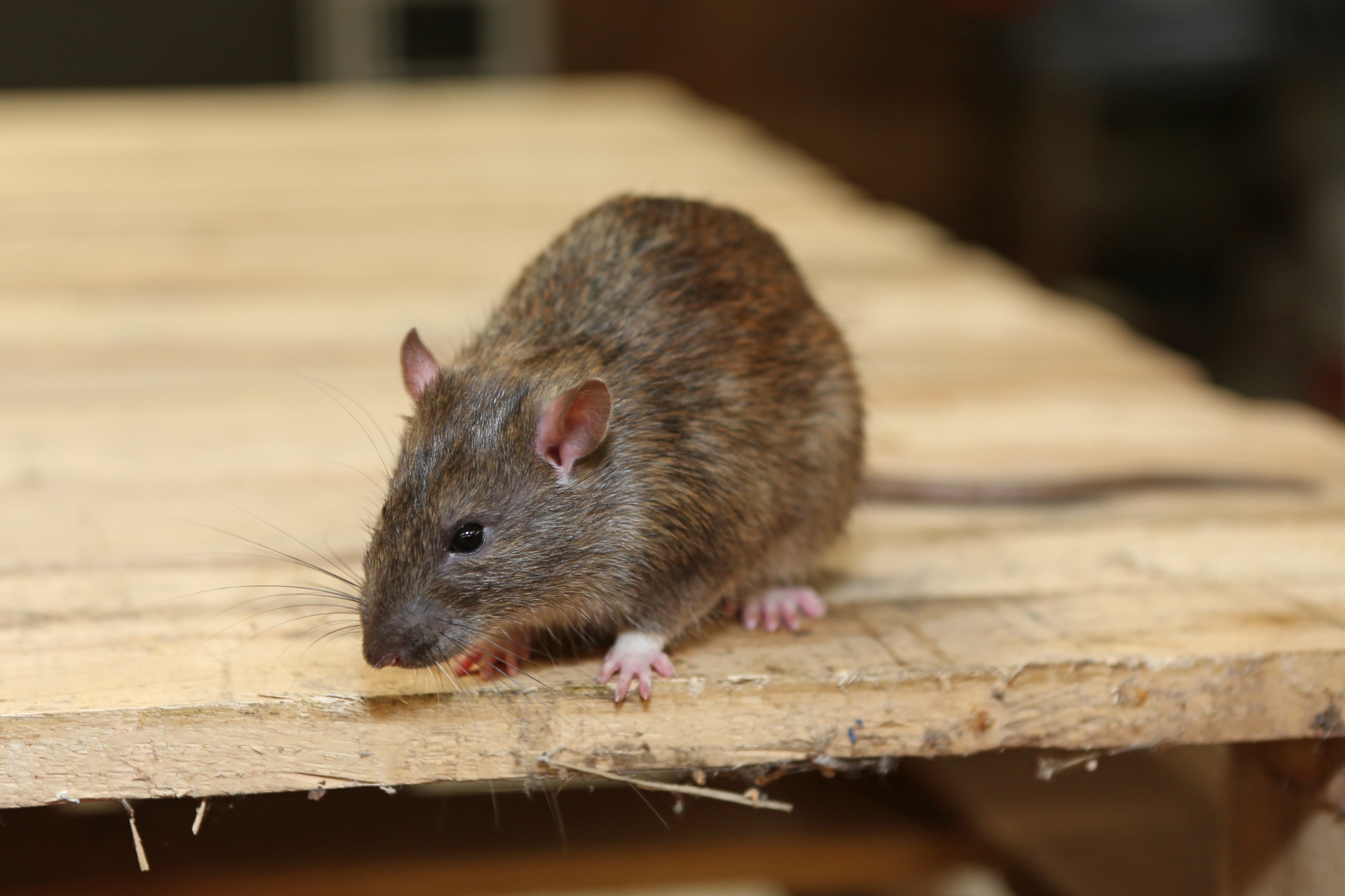 Rat Control, Pest Control in Soho, W1. Call Now 020 8166 9746