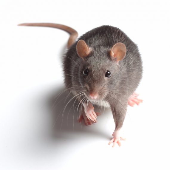 Rats, Pest Control in Soho, W1. Call Now! 020 8166 9746