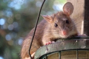 Rat Control, Pest Control in Soho, W1. Call Now 020 8166 9746