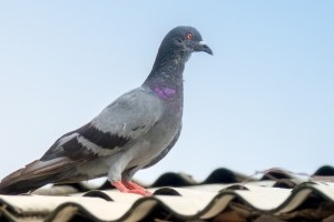 Pigeon Control, Pest Control in Soho, W1. Call Now 020 8166 9746