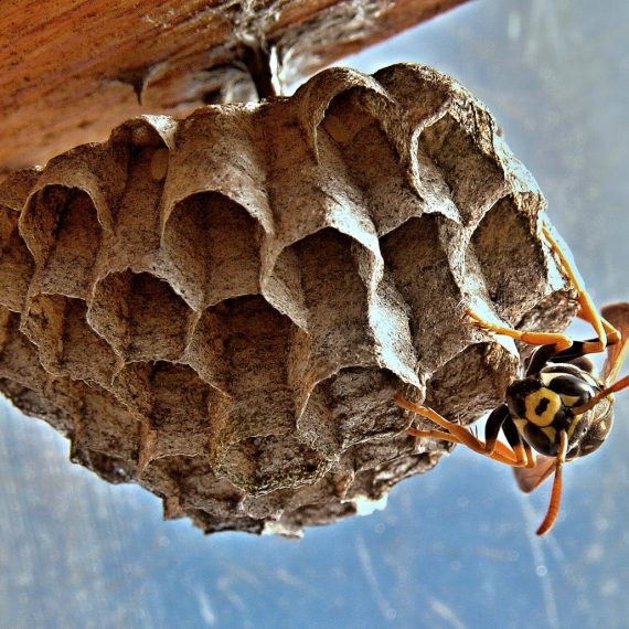 Wasps Nest, Pest Control in Soho, W1. Call Now! 020 8166 9746